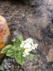 Noccaea fendleri