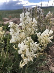 Oxytropis sericea