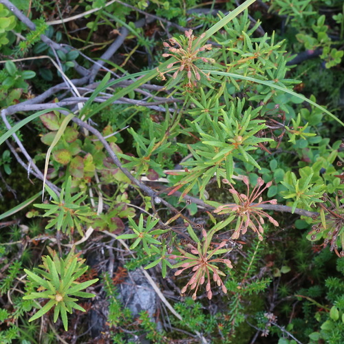 marsh Labrador tea