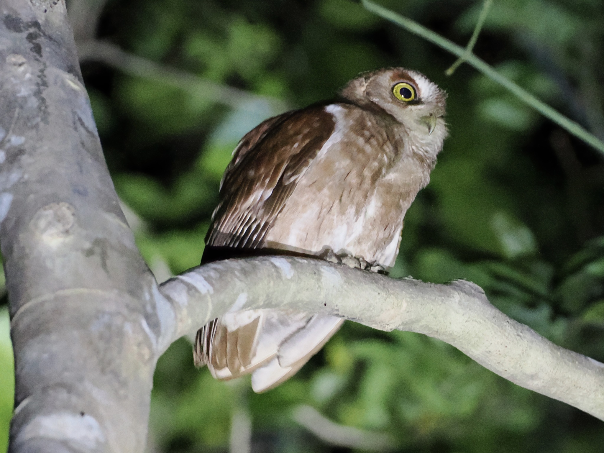 Pemba Scops Owl (Otus pembaensis), photo 2