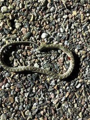 Arizona elegans elegans