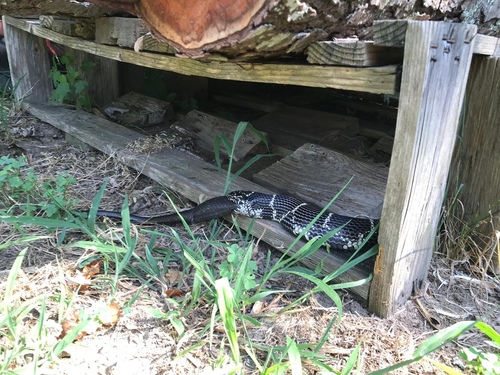 Eastern Kingsnake photographed in New Jersey