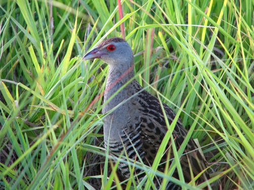 Guión africano (Crex egregia)