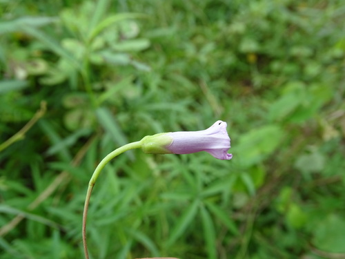 Image of Ipomoea heptaphylla by (c) Alexis López Hernández, some rights reserved (CC BY)