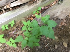 Chenopodiastrum hybridum