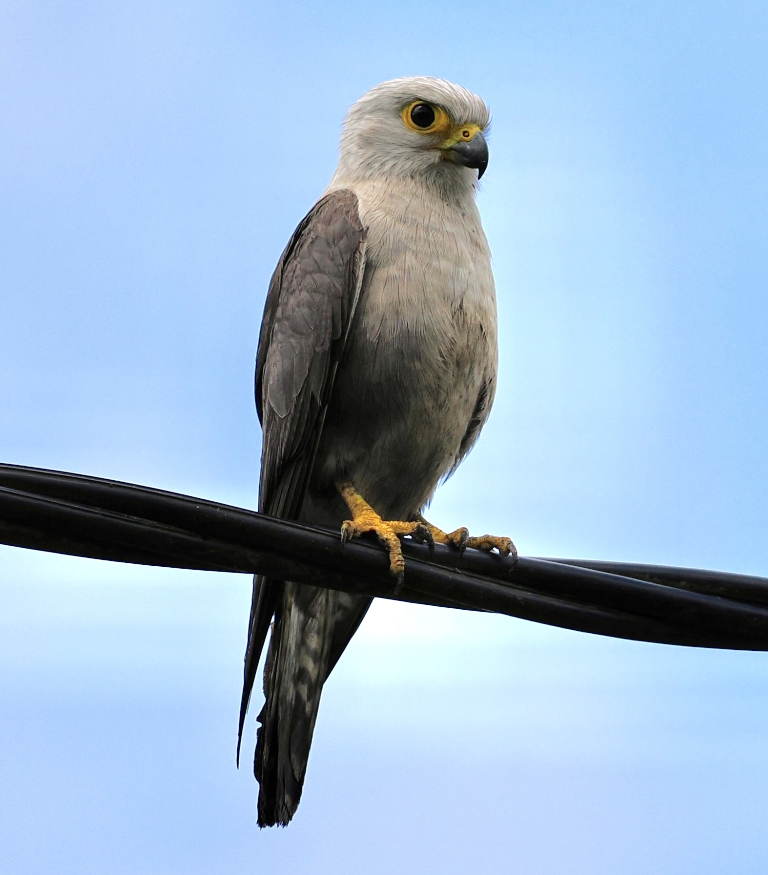 Dickinson's Kestrel (Falco dickinsoni), photo 7