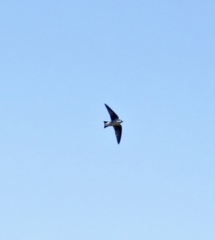 Tachycineta bicolor