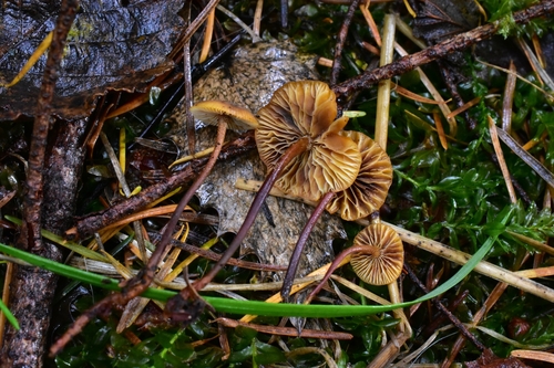 Owingsia PNW01 graham.jpg