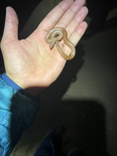 iNaturalist observation photo of Northern Rubber Boa