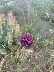 Allium sphaerocephalon