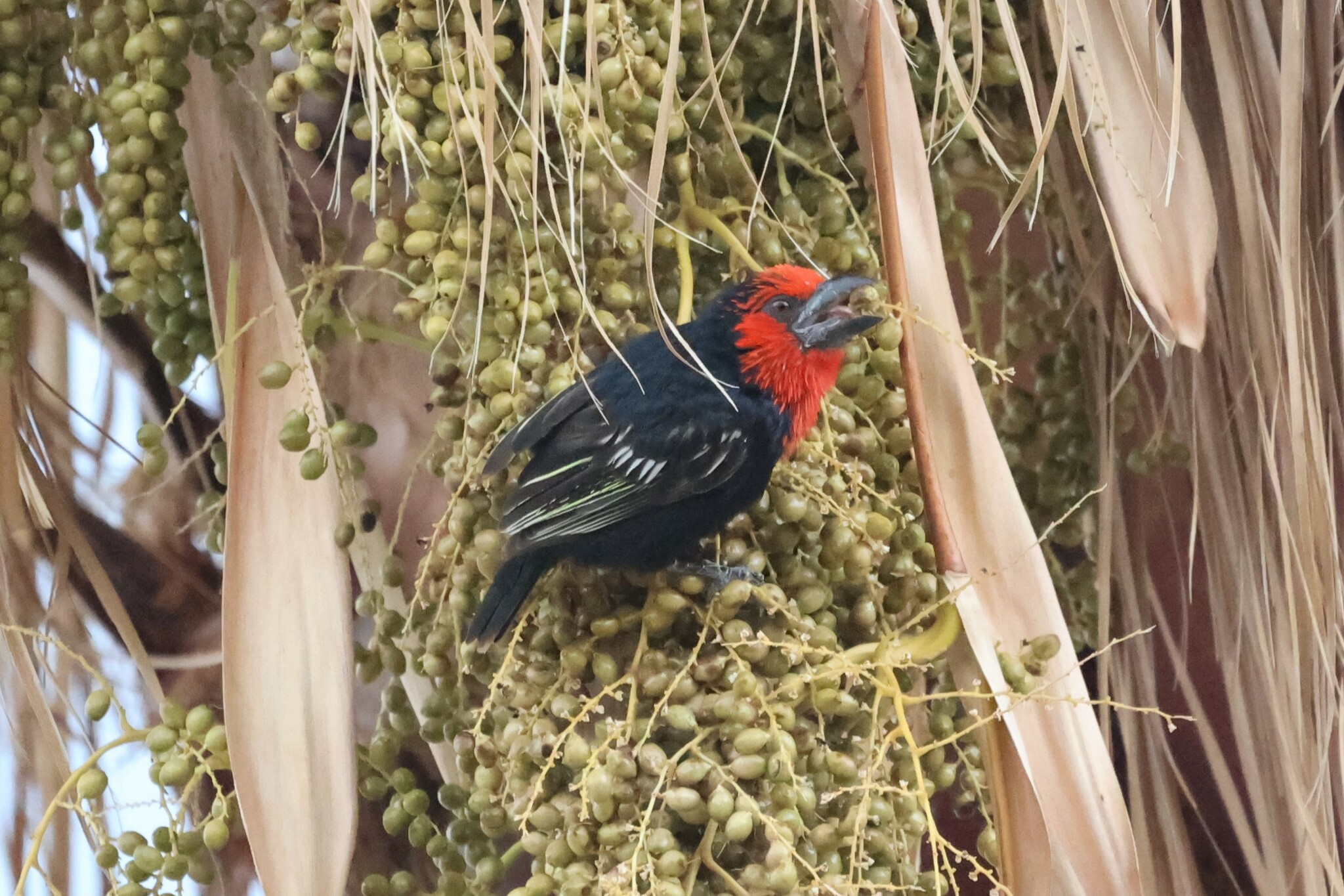 Black-billed Barbet (Lybius guifsobalito), photo 8