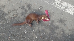 Indonesian Mountain Weasel photo 3