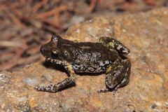 Eleutherodactylus nitidus