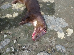 Indonesian Mountain Weasel photo 4