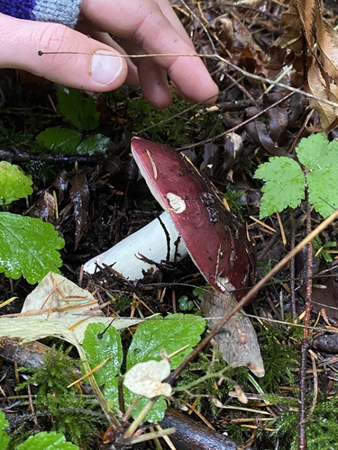 Owingsia PNW01 graham.jpg