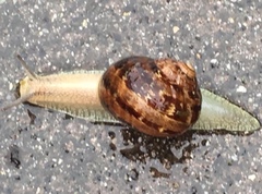 Cornu