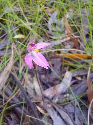 Image of Caladenia alata by (c) Brendan Costello, some rights reserved (CC BY)