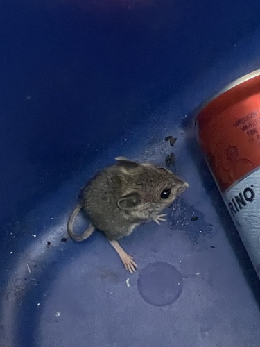 iNaturalist observation photo of Western Harvest Mouse