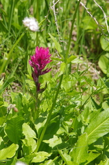 Castilleja parviflora oreopola
