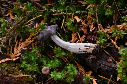 Owingsia PNW01 graham.jpg