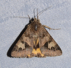 Drasteria adumbrata