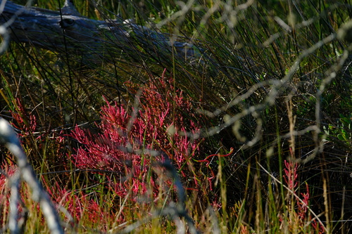 Image of Salicornia ambigua by (c) Wyatt Sibilia, some rights reserved (CC BY)