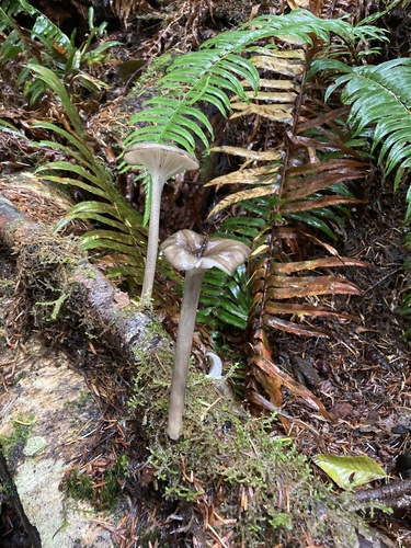 Owingsia PNW01 graham.jpg