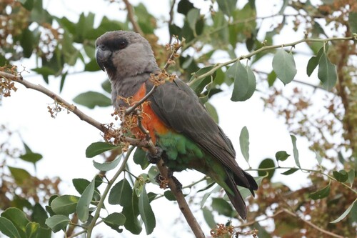 Red-bellied Parrot (Poicephalus rufiventris), photo 7