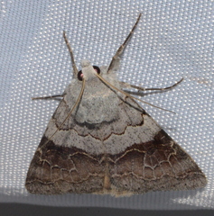 Drasteria scrupulosa