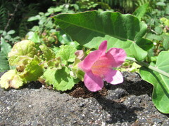 Trailing Snapdragon (Maurandya)