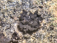 Lathagrium fuscovirens