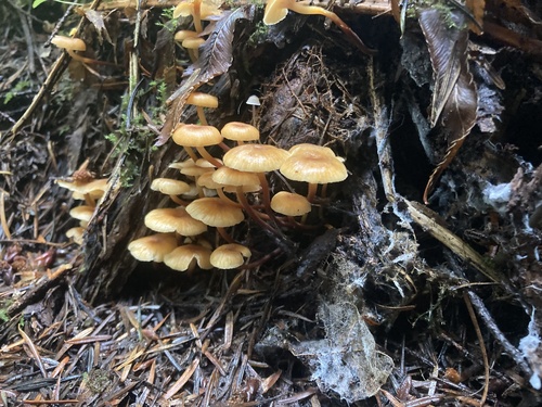 Owingsia PNW01 graham.jpg