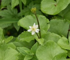 Caltha leptosepala