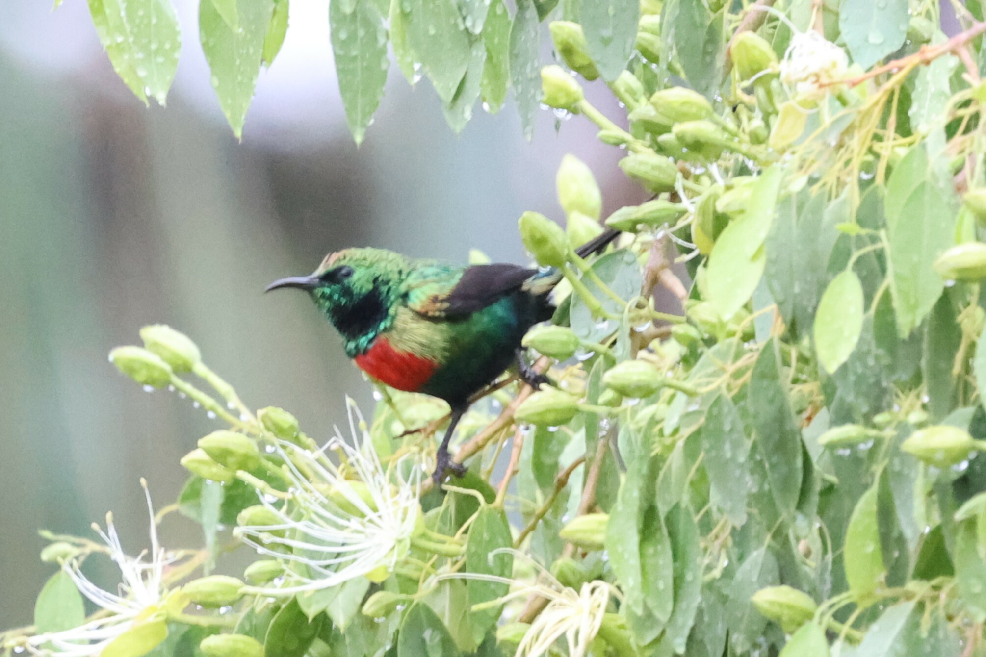 Beautiful Sunbird (Cinnyris pulchellus)