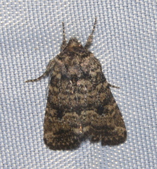 Eriopygini