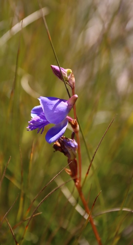 Image of Disa baurii by (c) Tony Rebelo, some rights reserved (CC BY-SA)