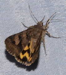 Drasteria adumbrata