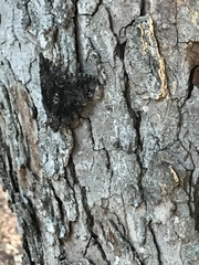 Catocala lacrymosa