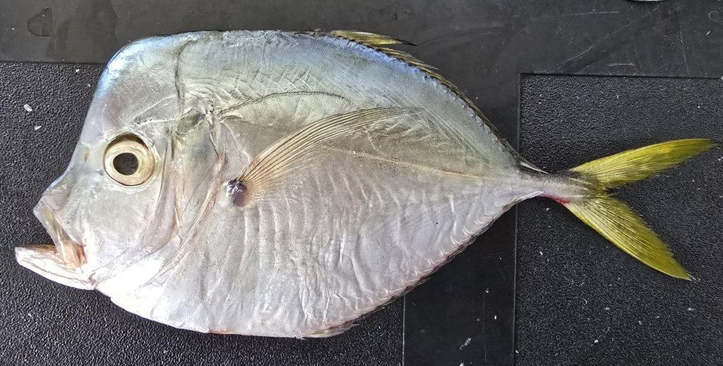 Pacific Moonfish