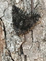 Catocala lacrymosa