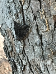 Catocala lacrymosa