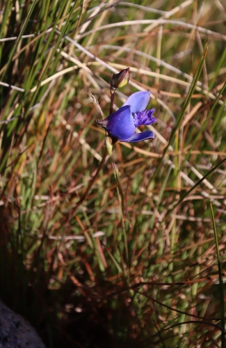 Grassveld Blue Disa (Disa baurii)