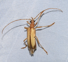 Centrodera