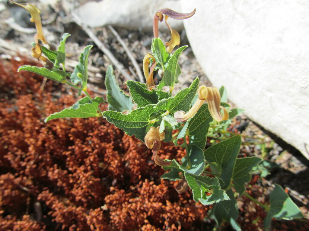Aristolochia pistolochia (Aristolochia pistolochia)