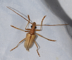 Centrodera