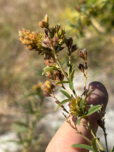 Image of Lespedeza angustifolia by no rights reserved
