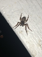 Larinioides cornutus