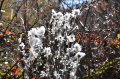 Eriocapitella vitifolia