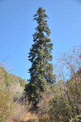 Picea asperata