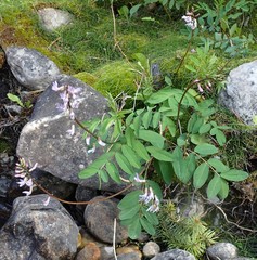 Astragalus robbinsii